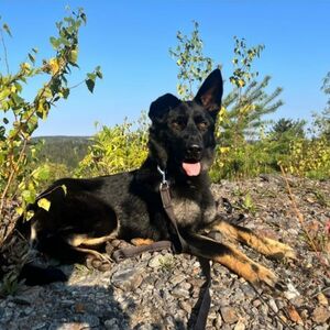 Ronja vom Hopfenbachtal