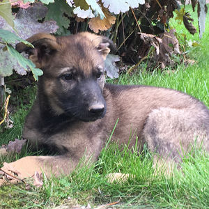 Cora vom Hopfenbachtal