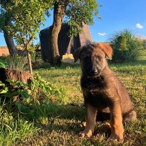 Pepper vom Hopfenbachtal