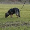 Fährtenhundtraining 2015