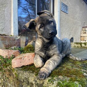 Ozi vom Hopfenbachtal