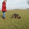 Fährtenhundtraining 2015